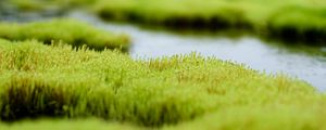 Preview wallpaper grass, water, white, green
