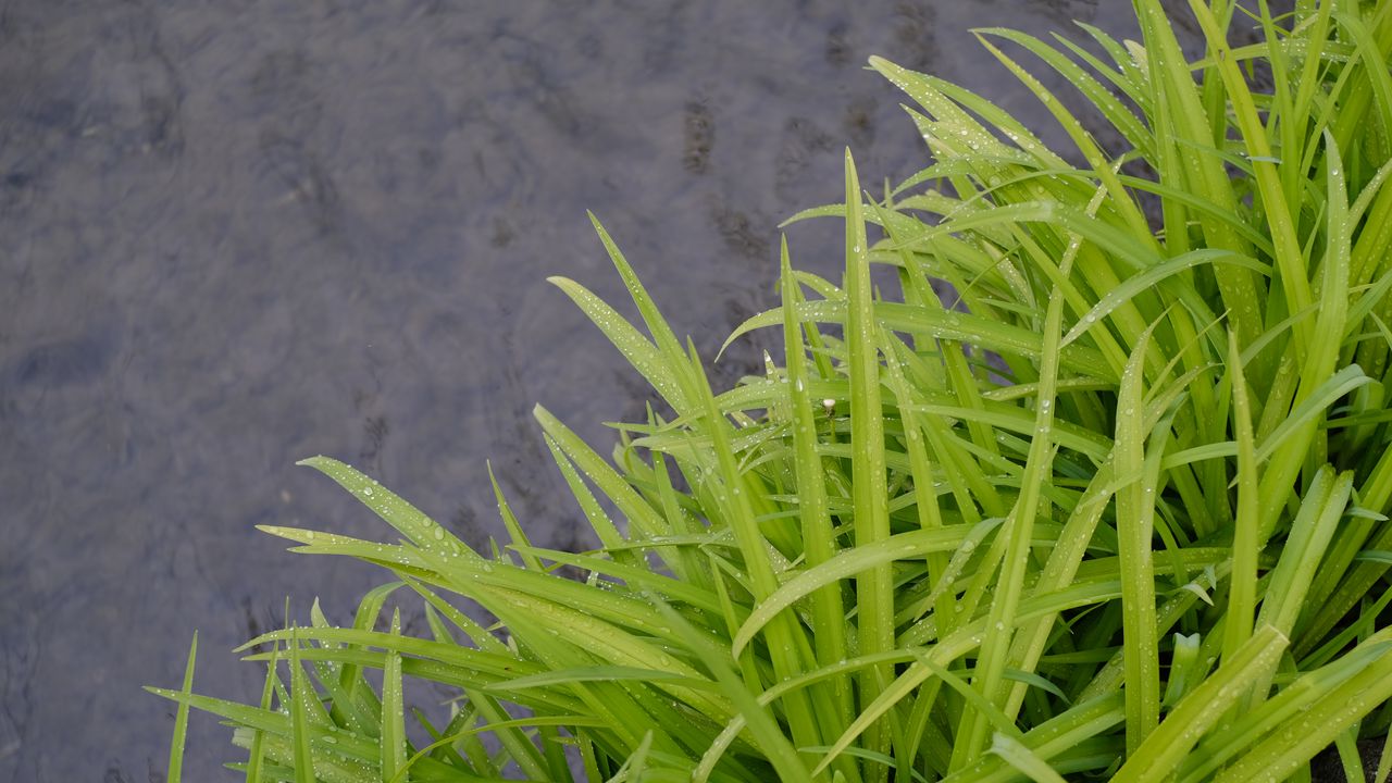 Wallpaper grass, wet, green, macro