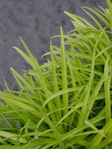 Preview wallpaper grass, wet, green, macro