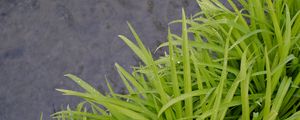 Preview wallpaper grass, wet, green, macro