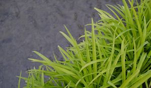 Preview wallpaper grass, wet, green, macro