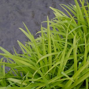 Preview wallpaper grass, wet, green, macro