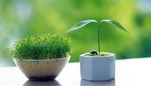 Preview wallpaper grass, white, vase, windowsill