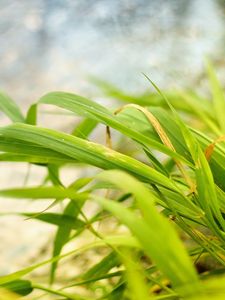 Preview wallpaper grass, wind, bend, land