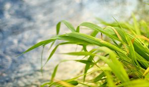 Preview wallpaper grass, wind, bend, land