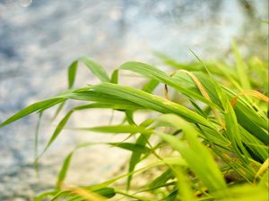 Preview wallpaper grass, wind, bend, land