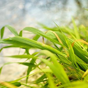 Preview wallpaper grass, wind, bend, land