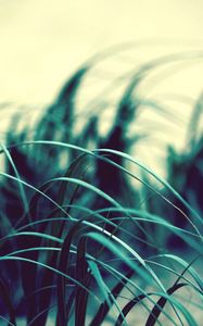 Preview wallpaper grass, wind, dark, light, swaying