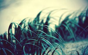 Preview wallpaper grass, wind, dark, light, swaying