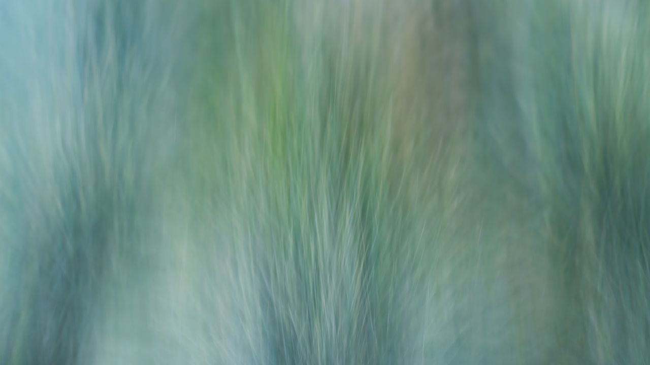 Wallpaper grass, wind, distortion, abstraction