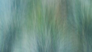 Preview wallpaper grass, wind, distortion, abstraction