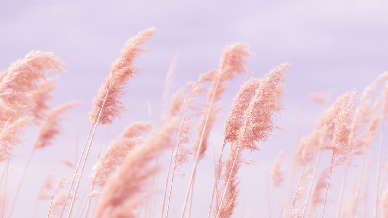 Wallpaper grass, wind, pink, field hd, picture, image