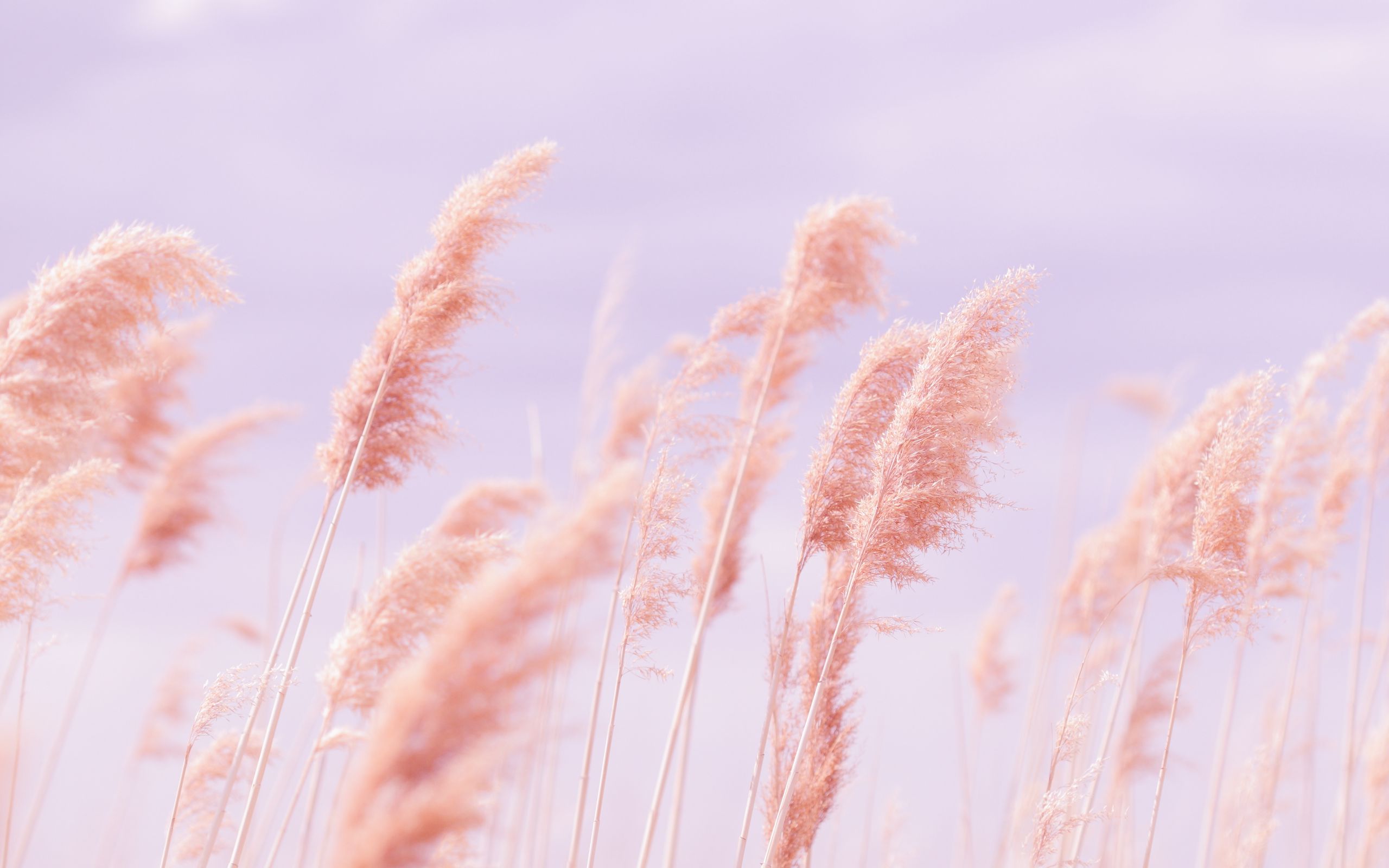 Download wallpaper 2560x1600 grass, wind, pink, field widescreen 16:10 ...