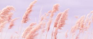 Preview wallpaper grass, wind, pink, field