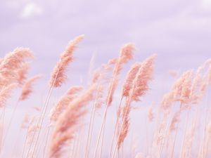 Preview wallpaper grass, wind, pink, field