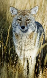 Preview wallpaper grass, wolf, predator, hunting