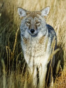 Preview wallpaper grass, wolf, predator, hunting