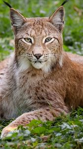 Preview wallpaper grass, wood, beautiful, big cat, lynx