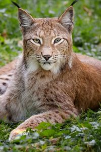 Preview wallpaper grass, wood, beautiful, big cat, lynx