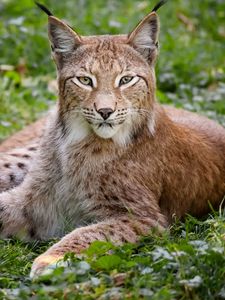 Preview wallpaper grass, wood, beautiful, big cat, lynx