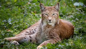 Preview wallpaper grass, wood, beautiful, big cat, lynx