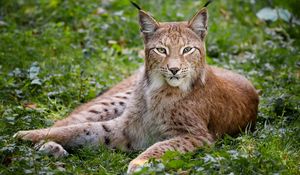 Preview wallpaper grass, wood, beautiful, big cat, lynx