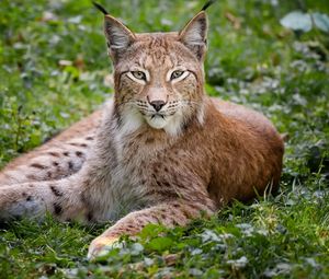 Preview wallpaper grass, wood, beautiful, big cat, lynx