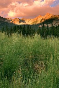 Preview wallpaper grass, wood, mountains, trees, field, evening