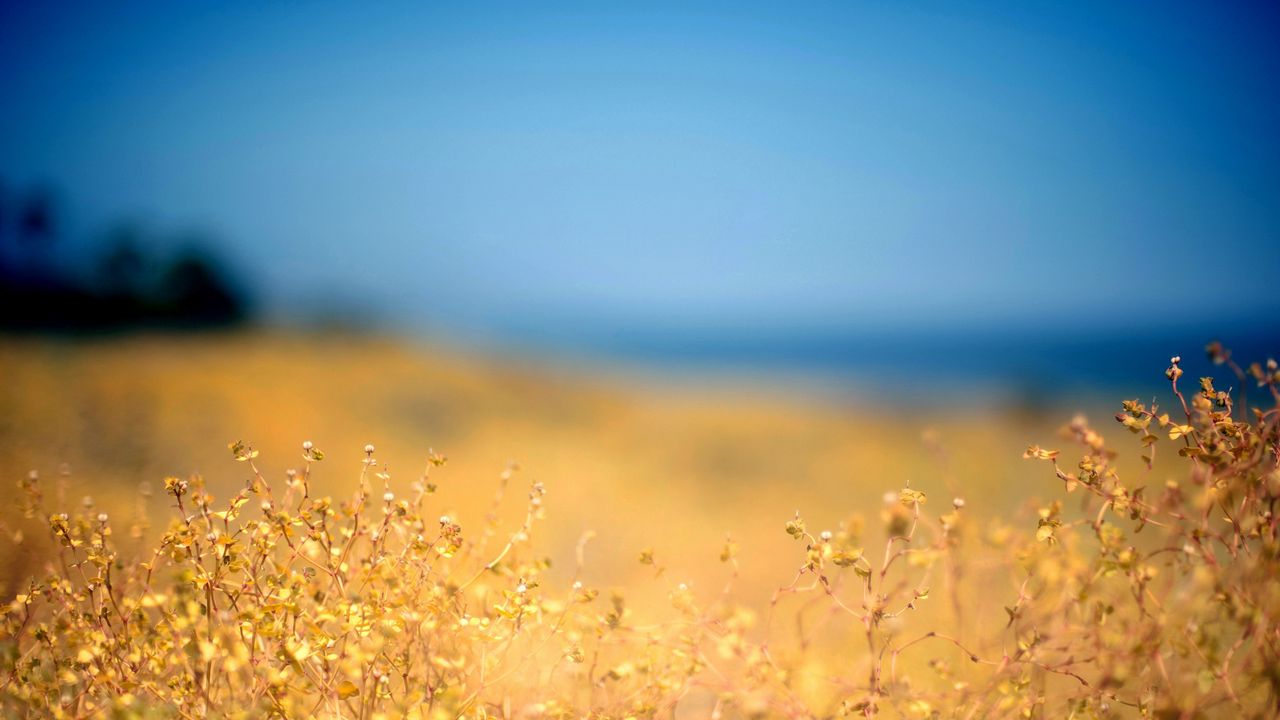 Wallpaper grass, yellow, foreground, autumn, sky, blue, protected, midday