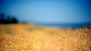 Preview wallpaper grass, yellow, foreground, autumn, sky, blue, protected, midday