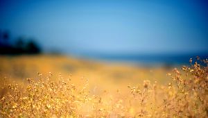 Preview wallpaper grass, yellow, foreground, autumn, sky, blue, protected, midday