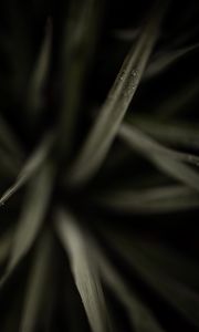 Preview wallpaper grasses, dew, macro, plant