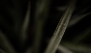 Preview wallpaper grasses, dew, macro, plant