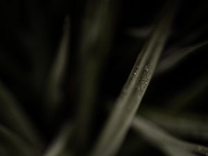 Preview wallpaper grasses, dew, macro, plant