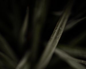 Preview wallpaper grasses, dew, macro, plant