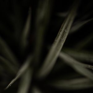 Preview wallpaper grasses, dew, macro, plant