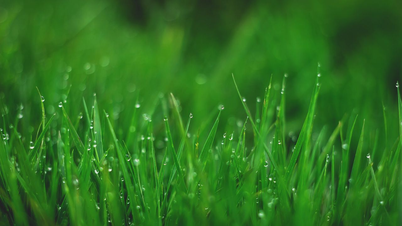 Wallpaper grasses, drops, wet, dew, plant