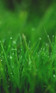 Preview wallpaper grasses, drops, wet, dew, plant