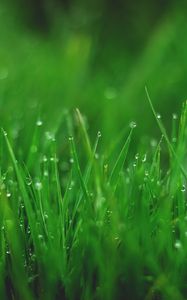 Preview wallpaper grasses, drops, wet, dew, plant