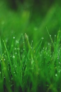 Preview wallpaper grasses, drops, wet, dew, plant