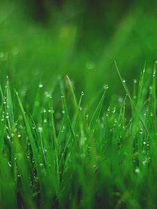 Preview wallpaper grasses, drops, wet, dew, plant