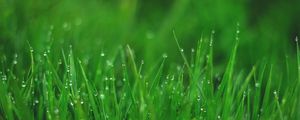 Preview wallpaper grasses, drops, wet, dew, plant