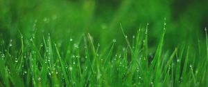 Preview wallpaper grasses, drops, wet, dew, plant