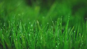 Preview wallpaper grasses, drops, wet, dew, plant