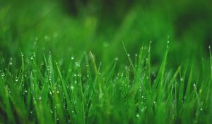 Preview wallpaper grasses, drops, wet, dew, plant