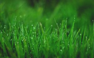 Preview wallpaper grasses, drops, wet, dew, plant