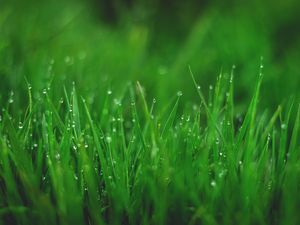 Preview wallpaper grasses, drops, wet, dew, plant