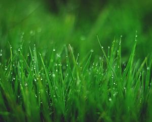 Preview wallpaper grasses, drops, wet, dew, plant