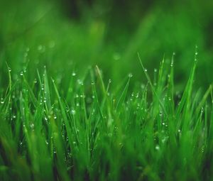 Preview wallpaper grasses, drops, wet, dew, plant