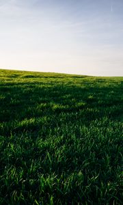 Preview wallpaper grasses, field, horizon, sky, green